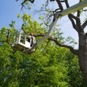 crown-reduction-kilmacoo-tree-surgeons