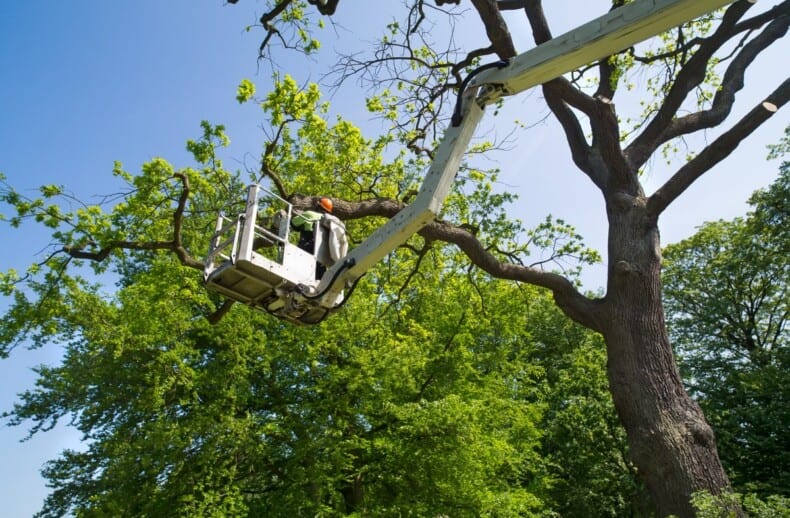 crown-reduction-kilmacoo-tree-surgeons