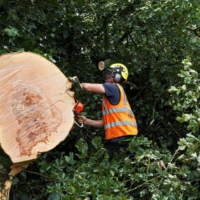 tree-felling-kilmacoo-tree-surgeons