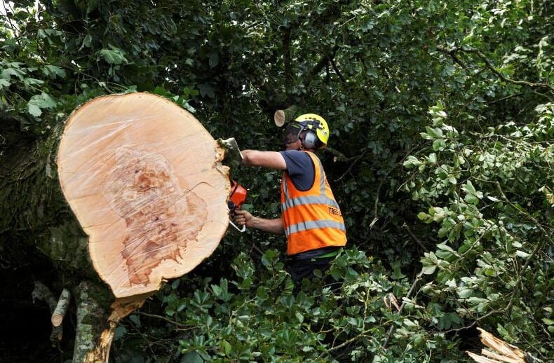 tree-felling-kilmacoo-tree-surgeons