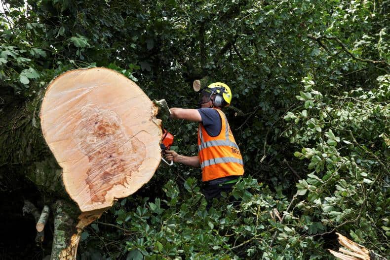 tree-felling-kilmacoo-tree-surgeons