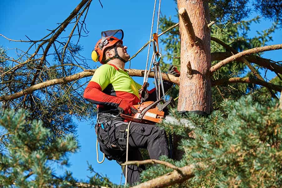 tree-surgery-service-kilmacoo-tree-surgeons