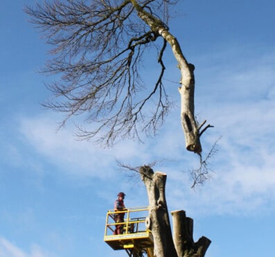 Tree-Removal-kilmacoo-tree-surgery